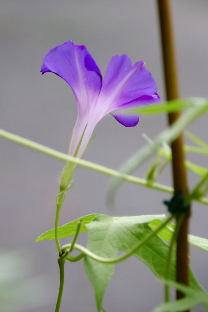 花散歩変化朝顔再度１