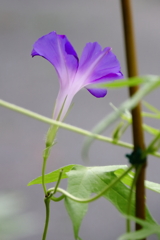 花散歩変化朝顔再度１