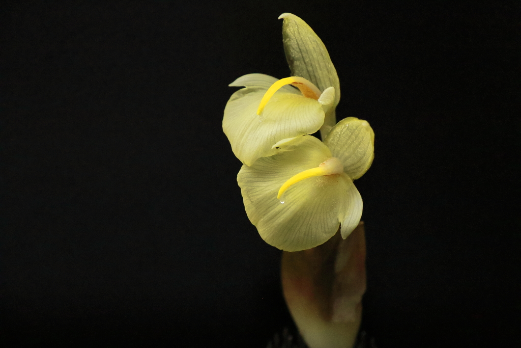 蘭のような　２