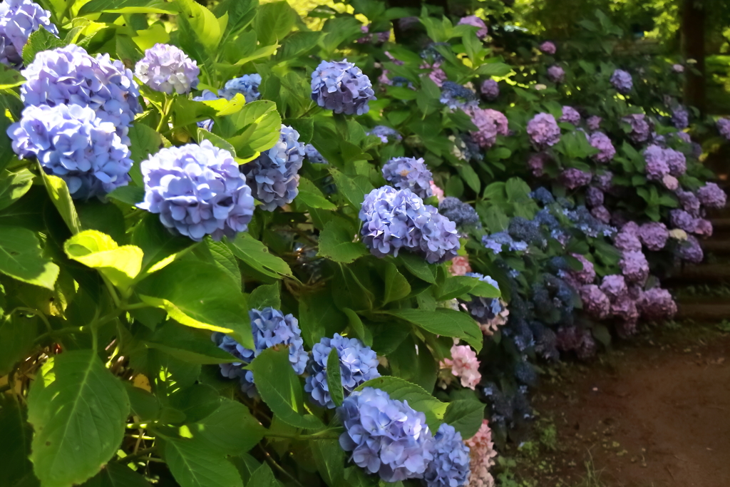 花散歩あじさい小径１