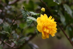 八重咲きやまぶき