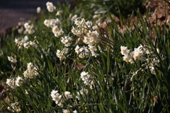 花散歩水仙
