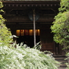 白萩の寺２