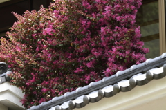 見上げたら