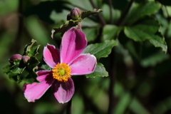 シュウメイギク赤