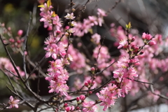 花散歩ニワウメ２