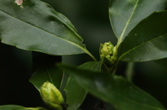 里山に芽吹く１