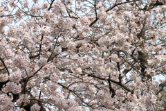 満開１