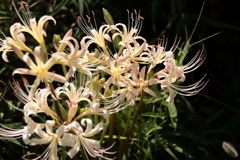 花散歩彼岸花白1