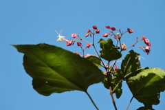 花散歩クサギ２