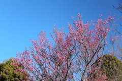 花散歩開花進む紅梅