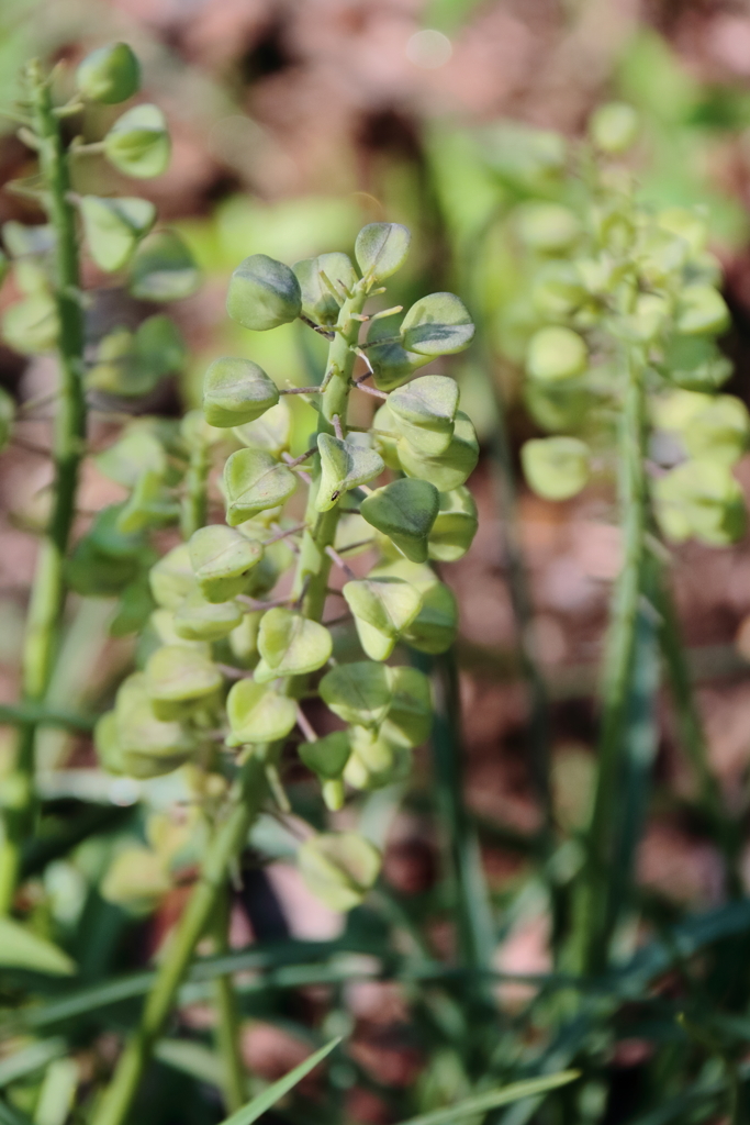花散歩ムスカリ花後