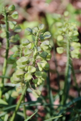 花散歩ムスカリ花後