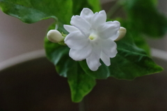 ジャスミン開花２