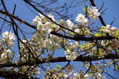 桜咲く頃２