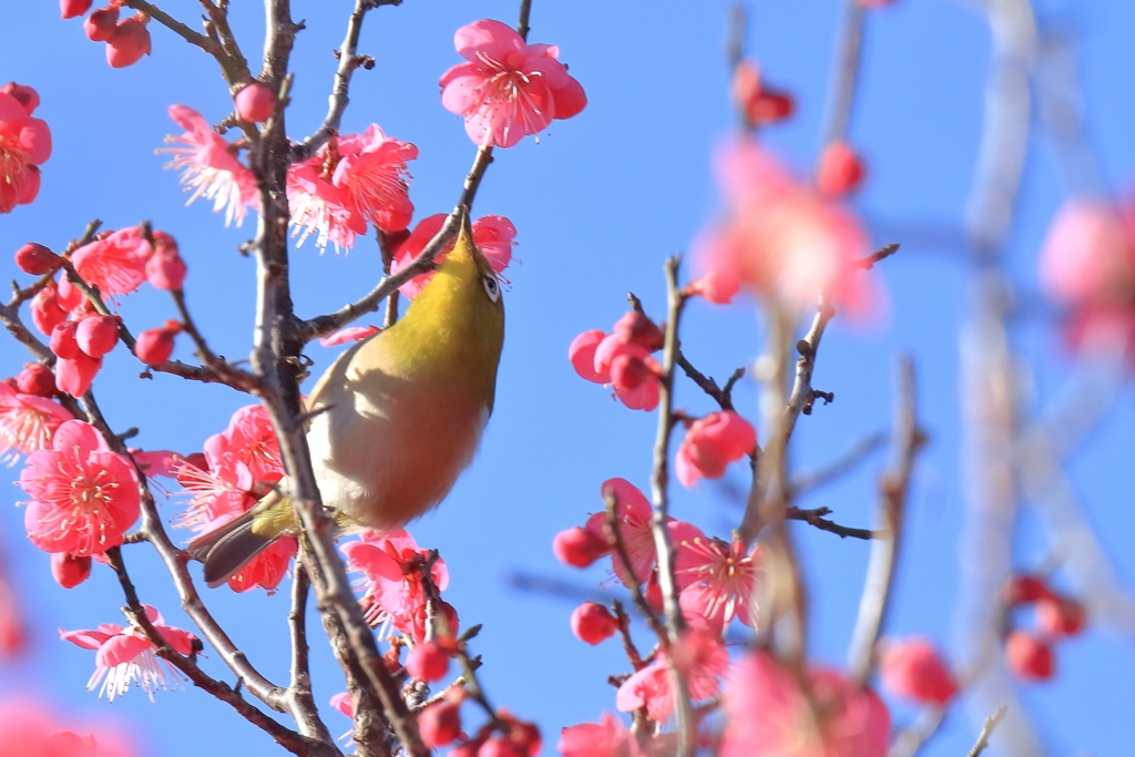 紅梅にメジロ２
