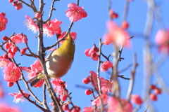 紅梅にメジロ２