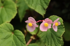 あら、ベゴニア