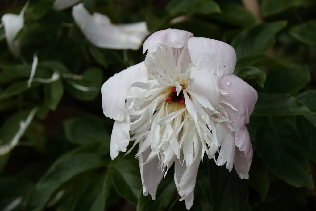 花散歩芍薬２