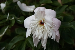 花散歩芍薬２