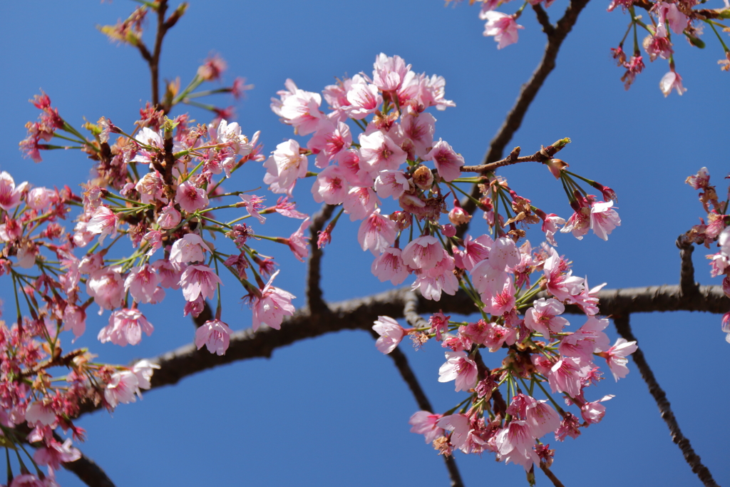 植物園から「おおかんざくら」１