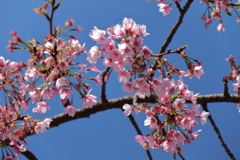植物園から「おおかんざくら」１