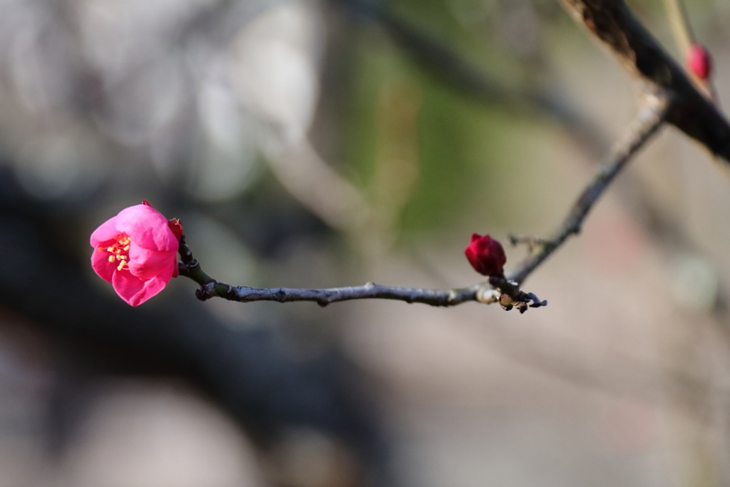 紅梅負けじと１