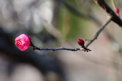 紅梅負けじと１