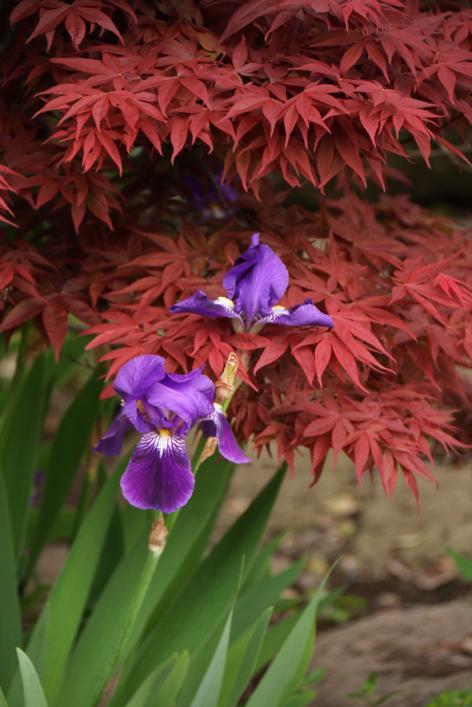 紅と紫の春