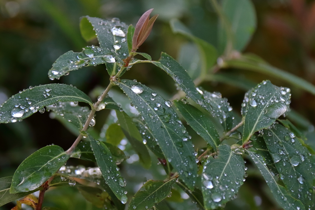 雨後の朝2