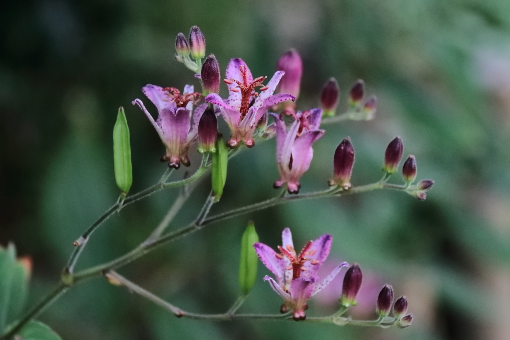 花散歩タイワンホトトギス３
