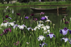 花菖蒲咲く頃４