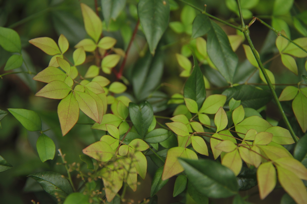 ほんのり色づく