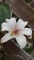 花散歩クレマチス