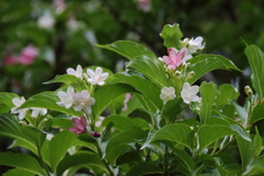 花散歩ハコネウツギ１