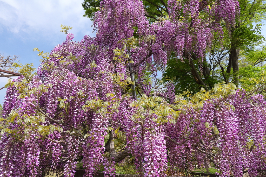 藤の季節４