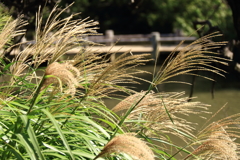 ススキなびく頃１