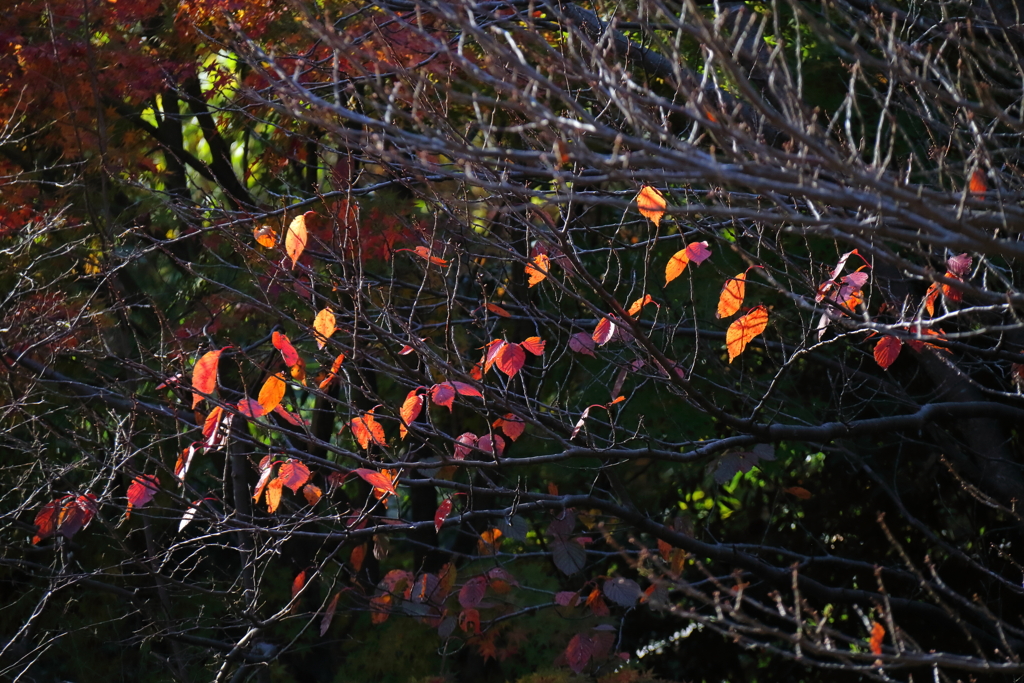 花散歩残り紅葉１