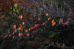 花散歩残り紅葉１