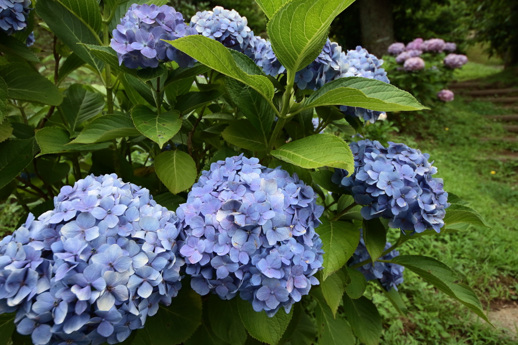梅雨空あじさい２
