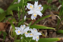 花散歩シャガ１