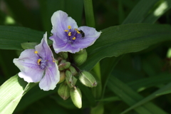 鎌倉花散歩７ツユクサ