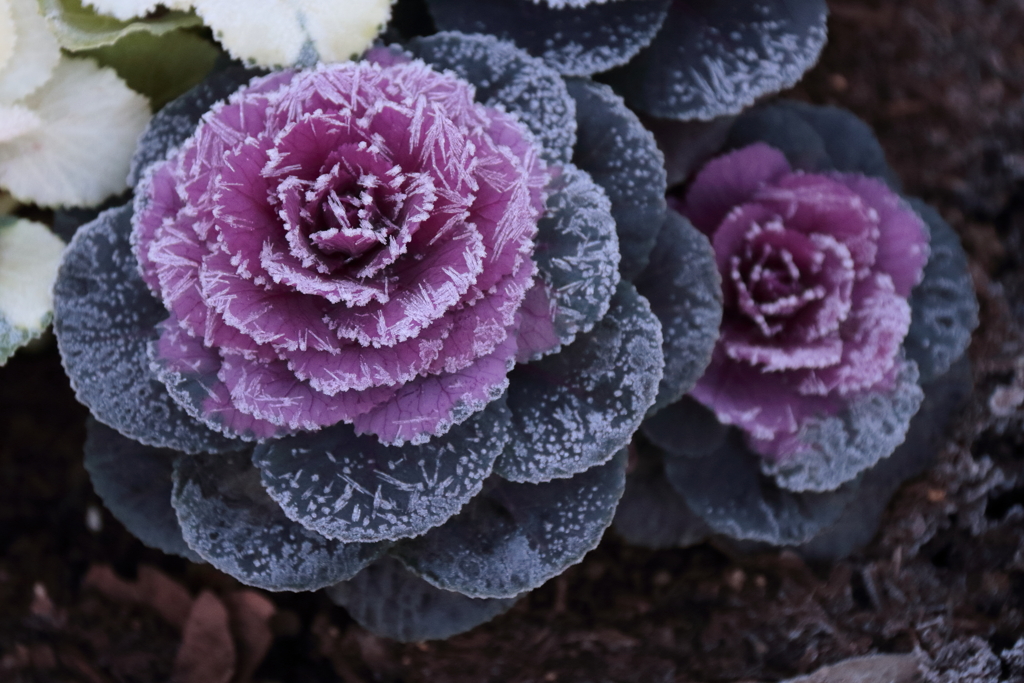 花散歩凍てつく朝３