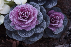 花散歩凍てつく朝３