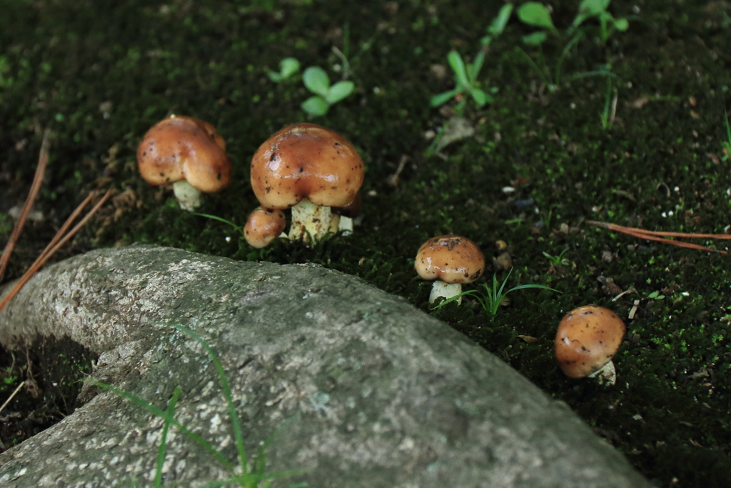 頭を出したキノコ２