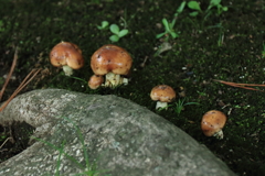 頭を出したキノコ２