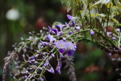 花散歩藤１
