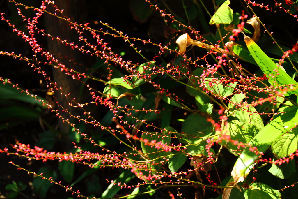 仄かなともしび