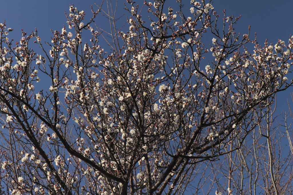 蒼空の梅