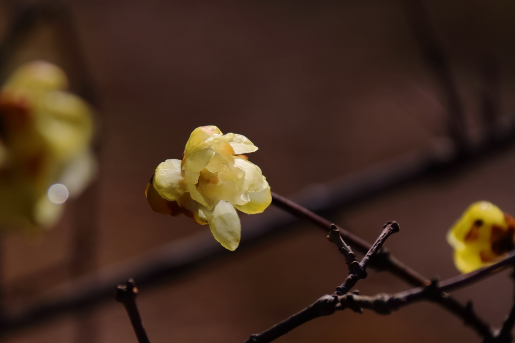 まだロウバイ２